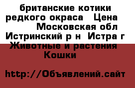 британские котики редкого окраса › Цена ­ 20 000 - Московская обл., Истринский р-н, Истра г. Животные и растения » Кошки   